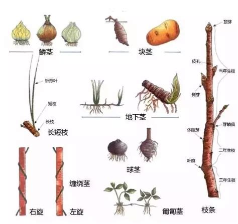 地下莖植物有哪些|地下茎植物有哪些